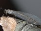 Antlion